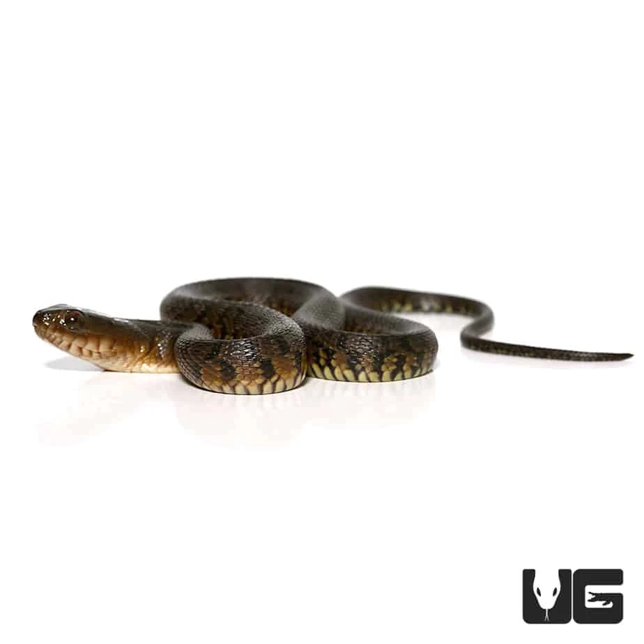Baby Green Water Snake - Image 3