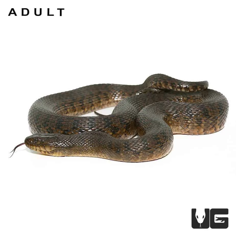 Baby Green Water Snake - Image 5