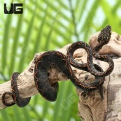 C.B. Baby Halloween Phase Amazon Tree Boa #1