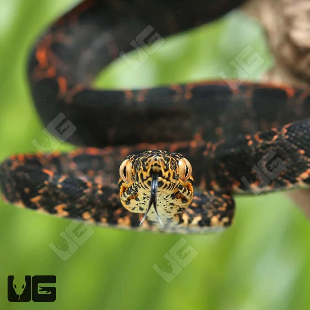 C.B. Baby Halloween Phase Amazon Tree Boa #2 - Image 2