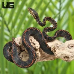 C.B. Baby Halloween Phase Amazon Tree Boa #2