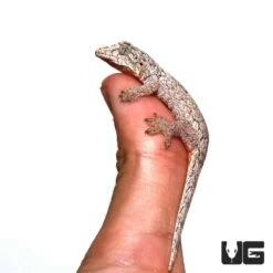 Baby Halmahera Gecko