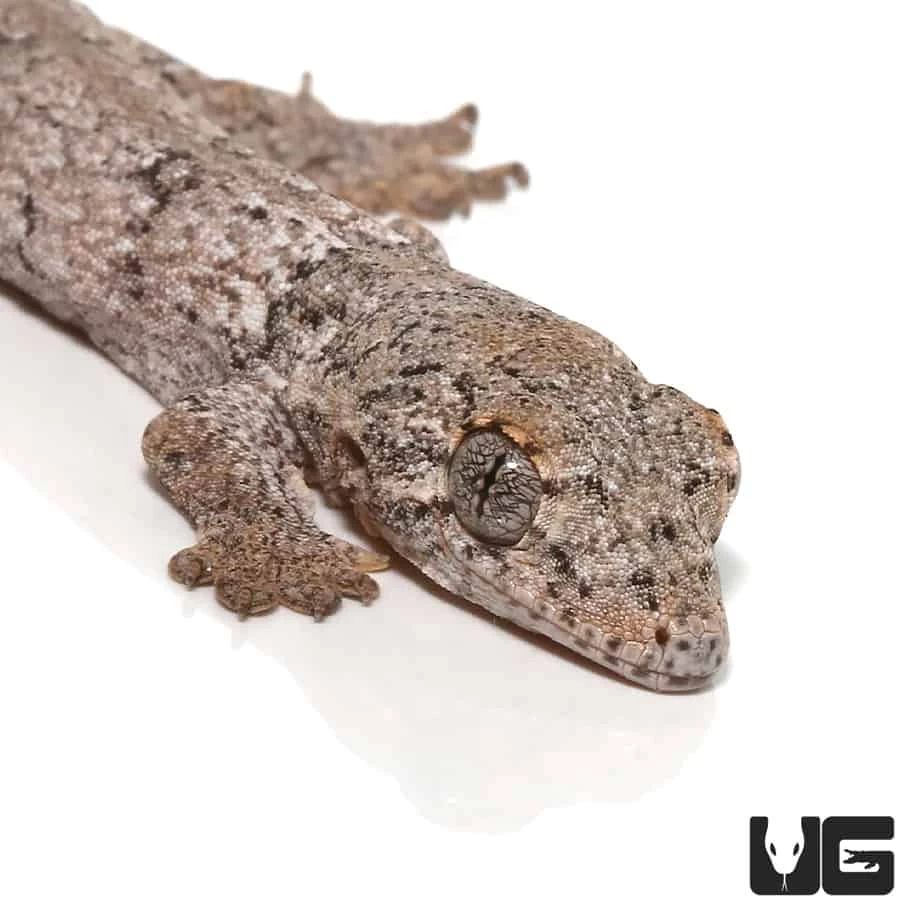 Baby Halmahera Gecko - Image 3