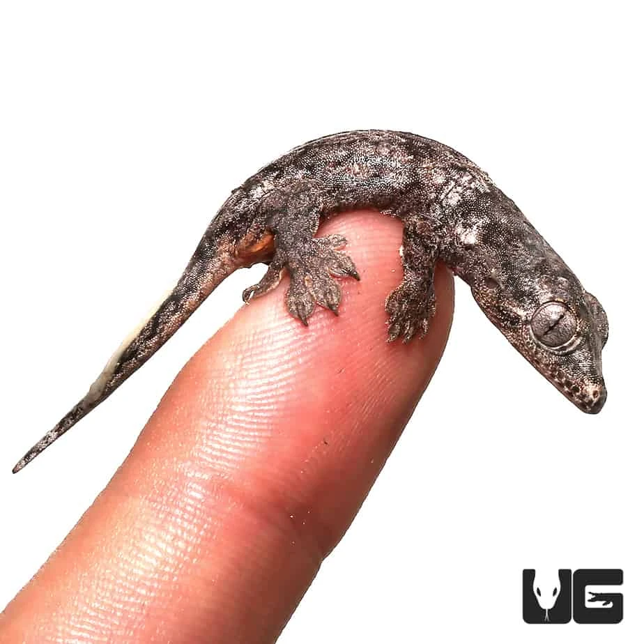 Baby Halmahera Gecko - Image 4