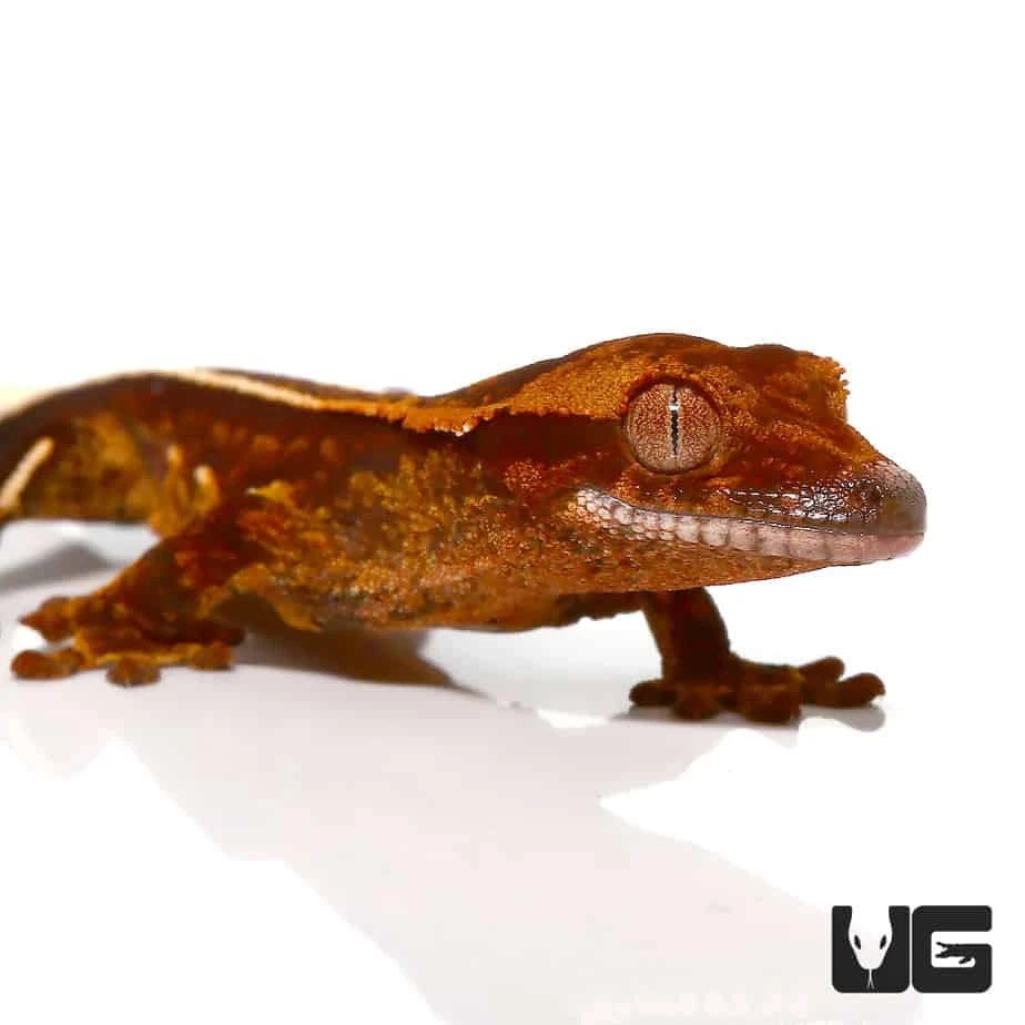 Baby Harlequin Porthole Reverse Pinstripe Crested Gecko