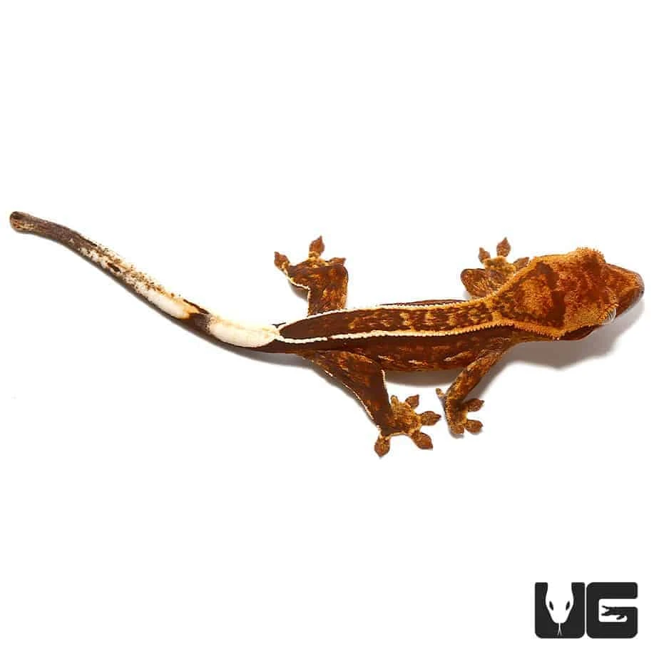 Baby Harlequin Porthole Reverse Pinstripe Crested Gecko - Image 2