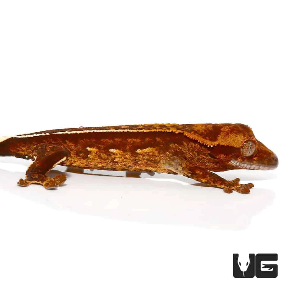 Baby Harlequin Porthole Reverse Pinstripe Crested Gecko - Image 3