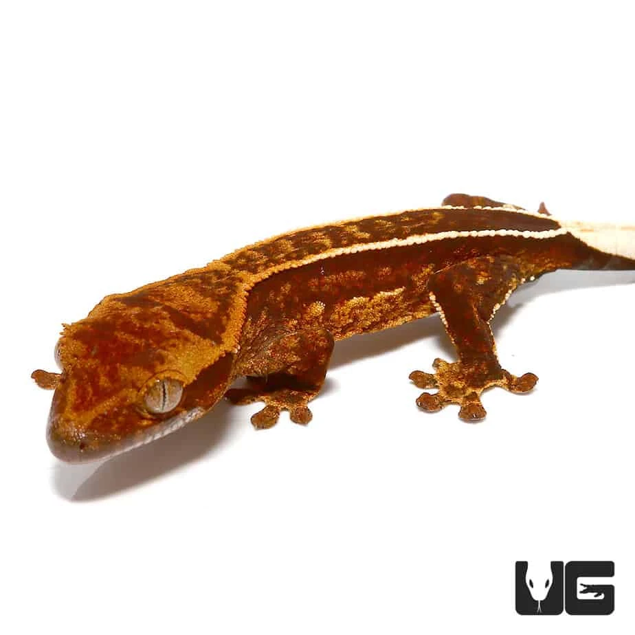 Baby Harlequin Porthole Reverse Pinstripe Crested Gecko - Image 4