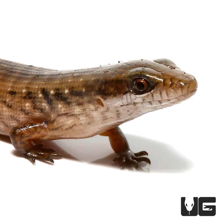 Baby Giant Hatian Galliwasp