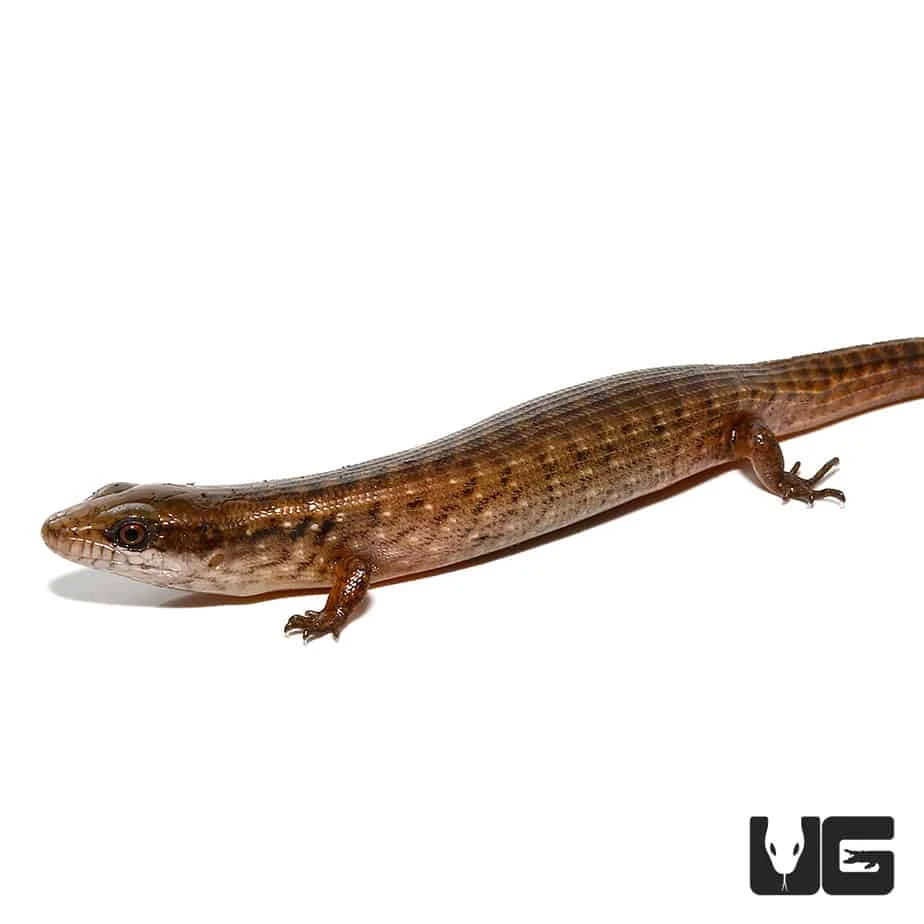 Baby Giant Hatian Galliwasp - Image 3