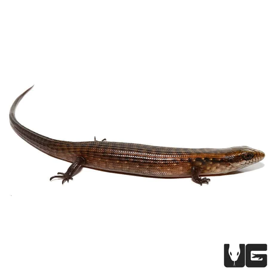 Baby Giant Hatian Galliwasp - Image 4