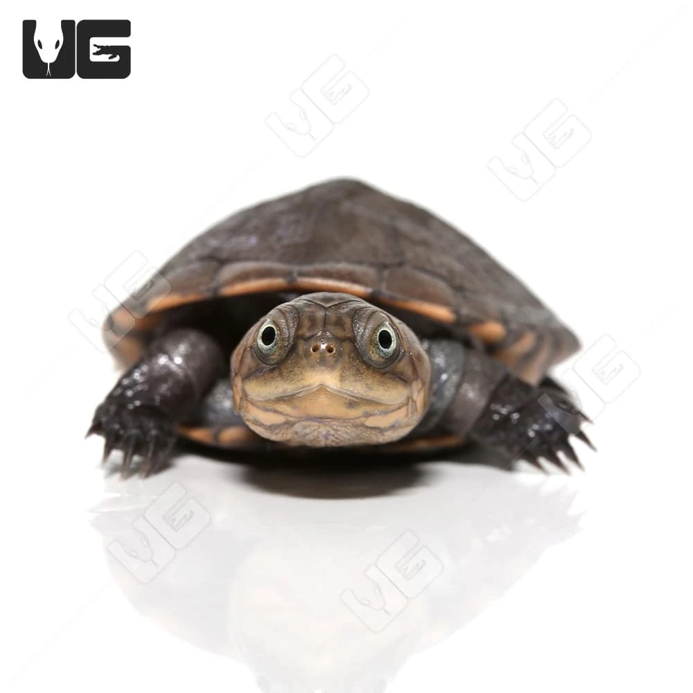 Baby West African Helmeted Turtle - Image 3