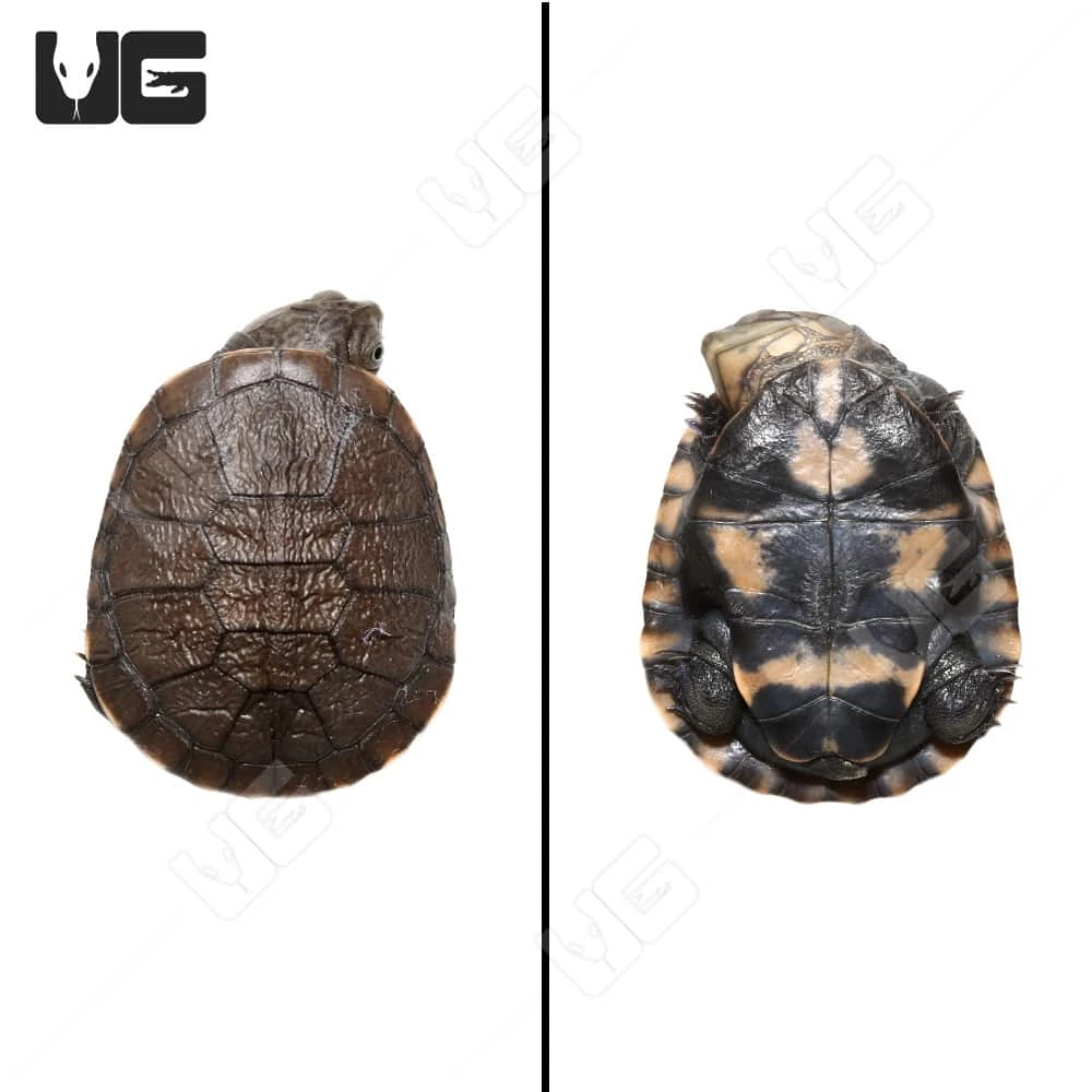Baby West African Helmeted Turtle - Image 4