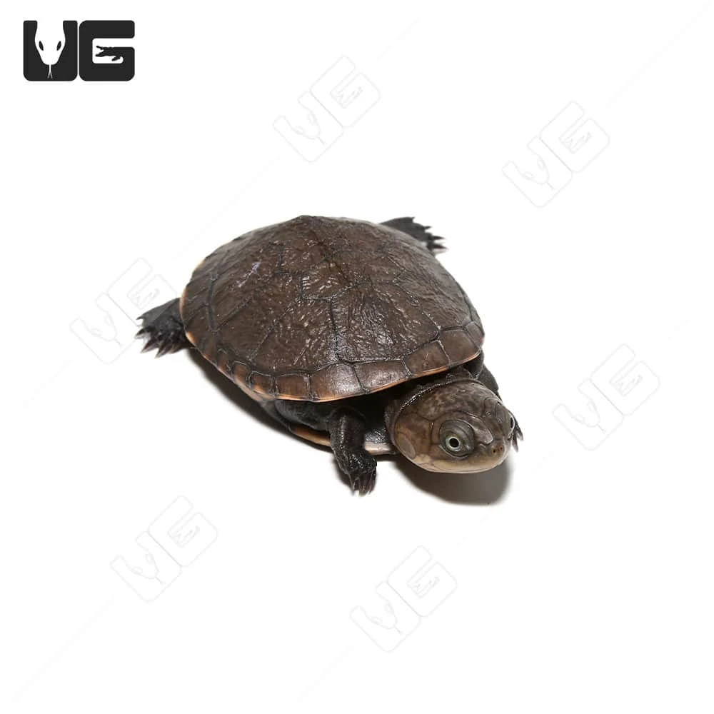 Baby West African Helmeted Turtle