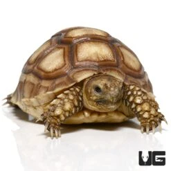 Baby Sulcata Tortoise Het Ivory