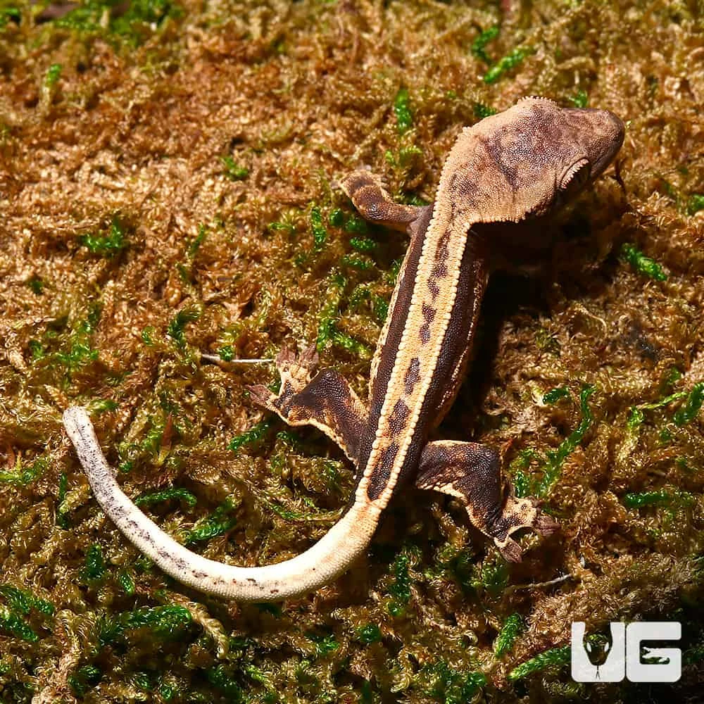 Baby High Contrast Pinstripe Whitewall Crested Gecko - Image 2