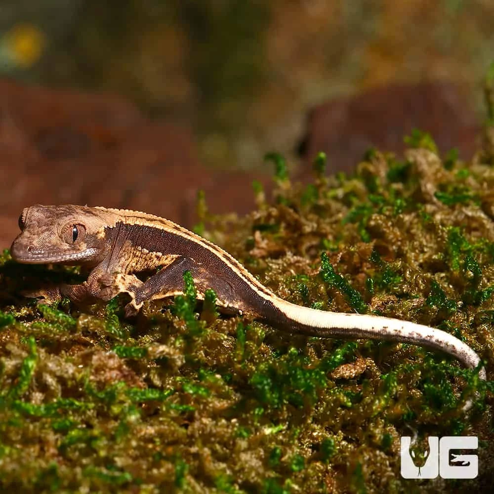 Baby High Contrast Pinstripe Whitewall Crested Gecko - Image 3