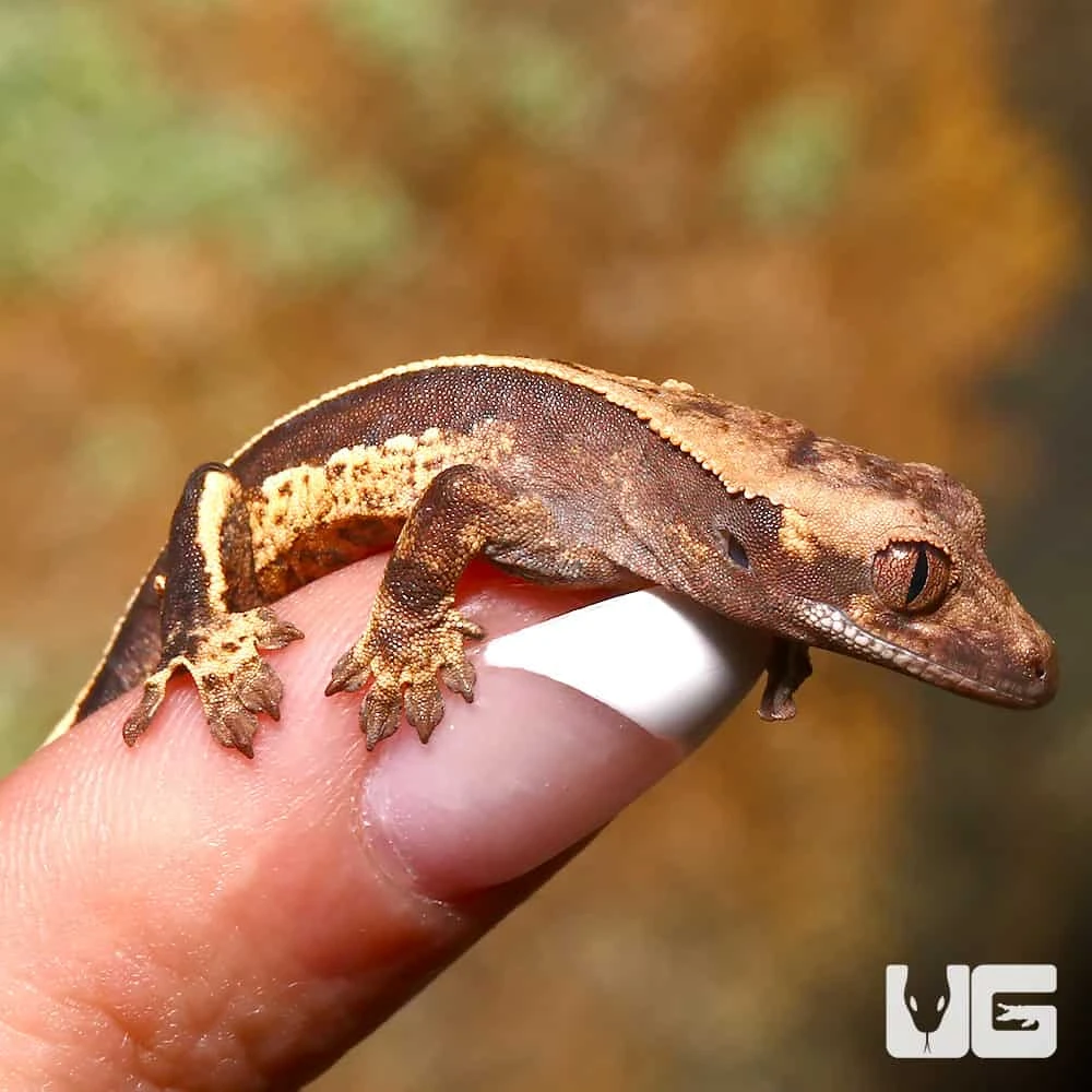 Baby High Contrast Pinstripe Whitewall Crested Gecko - Image 4
