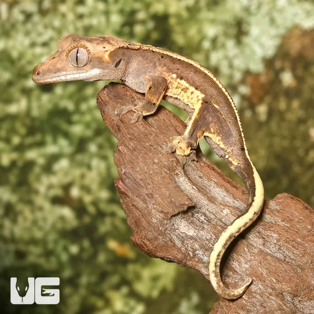 Baby High Contrast Quad Stripe Crested Gecko - Image 2
