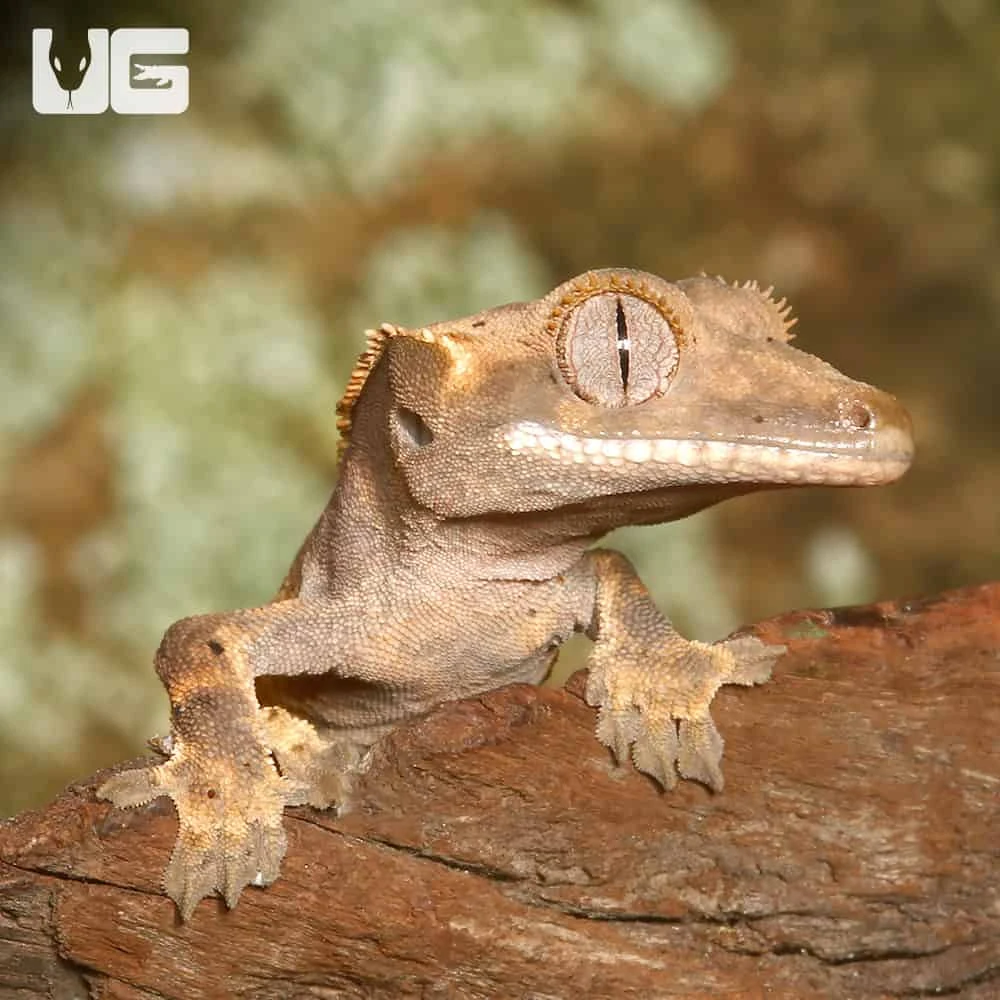 Baby High Contrast Quad Stripe Crested Gecko - Image 4