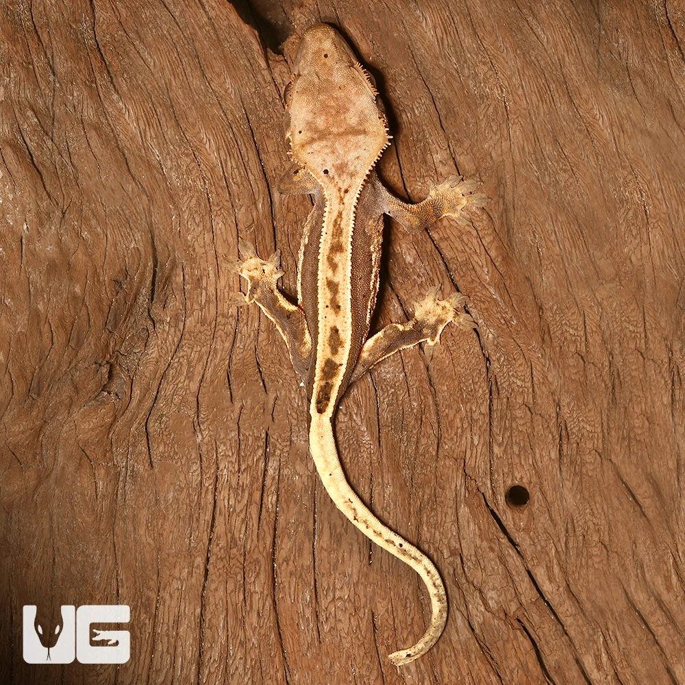 Baby High Contrast Quad Stripe Crested Gecko - Image 3