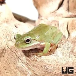 C.B. Baby Honey Australian Dumpy Tree Frog