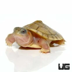 Baby Hybino Red Ear Slider Turtle