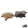 Baby Hypo Florida Softshell Turtle