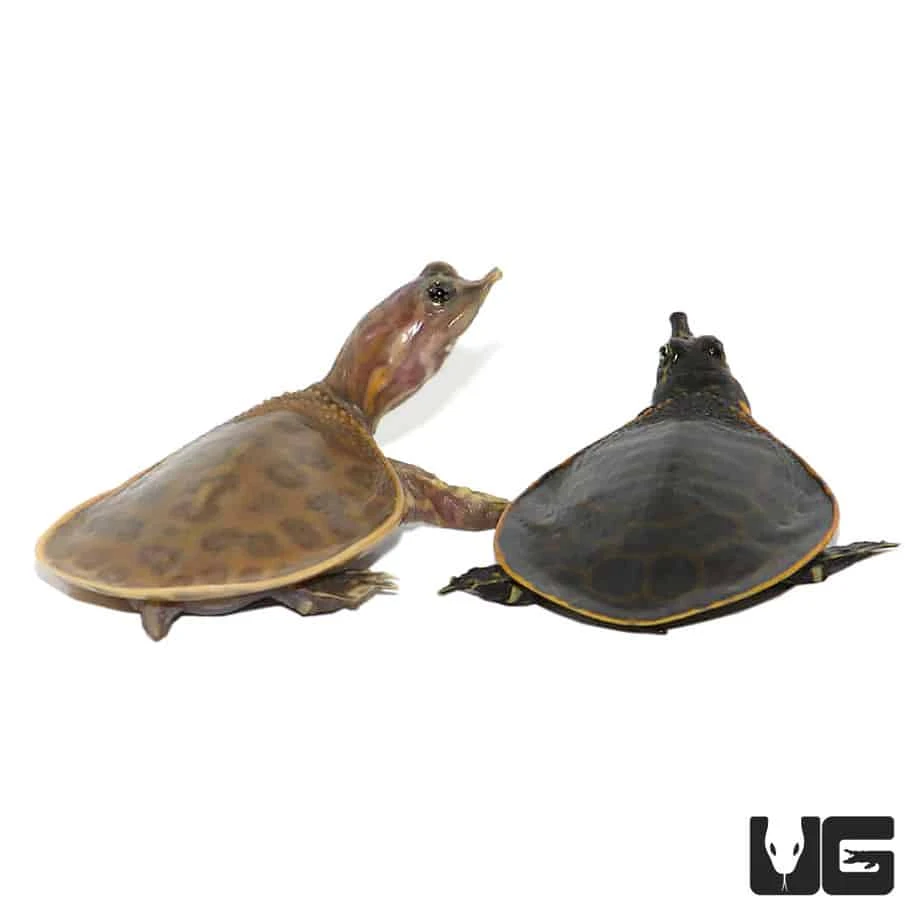 Baby Hypo Florida Softshell Turtle - Image 2