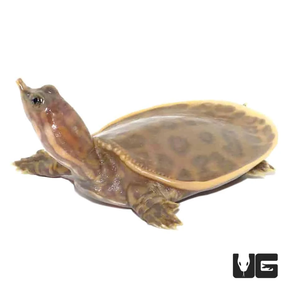 Baby Hypo Florida Softshell Turtle - Image 3
