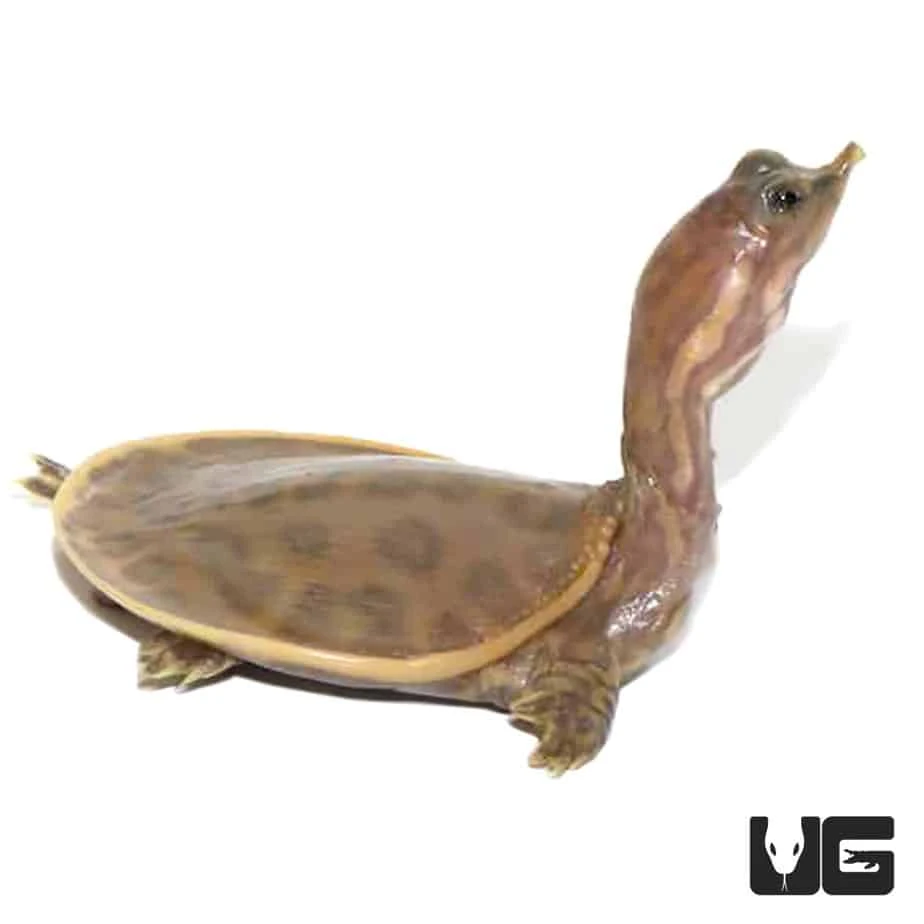 Baby Hypo Florida Softshell Turtle - Image 4