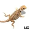 Inferno Blue Bar Bearded Dragon (6-8”)