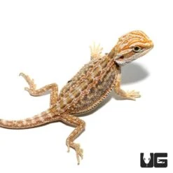 Inferno Blue Bar Bearded Dragon (6-8”)