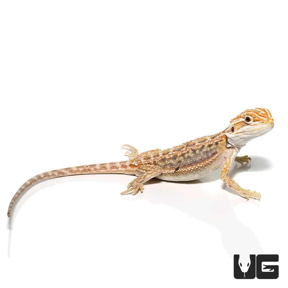 Inferno Blue Bar Bearded Dragon (6-8β) - Image 3