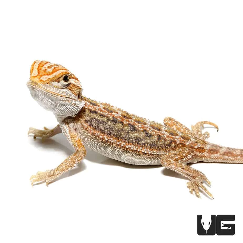 Inferno Blue Bar Bearded Dragon (6-8β) - Image 4