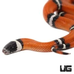 Baby Hypo Sinaloan Milksnake