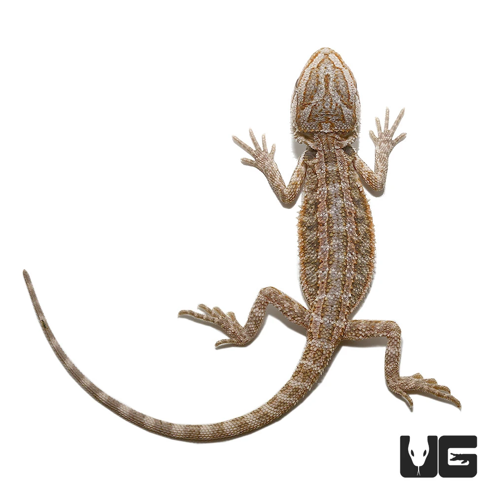 Baby Hypo Striped Bearded Dragon