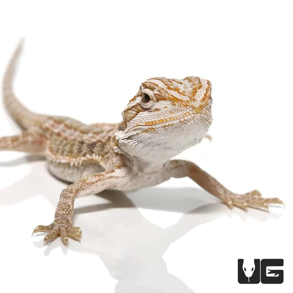 Baby Hypo Striped Bearded Dragon - Image 2