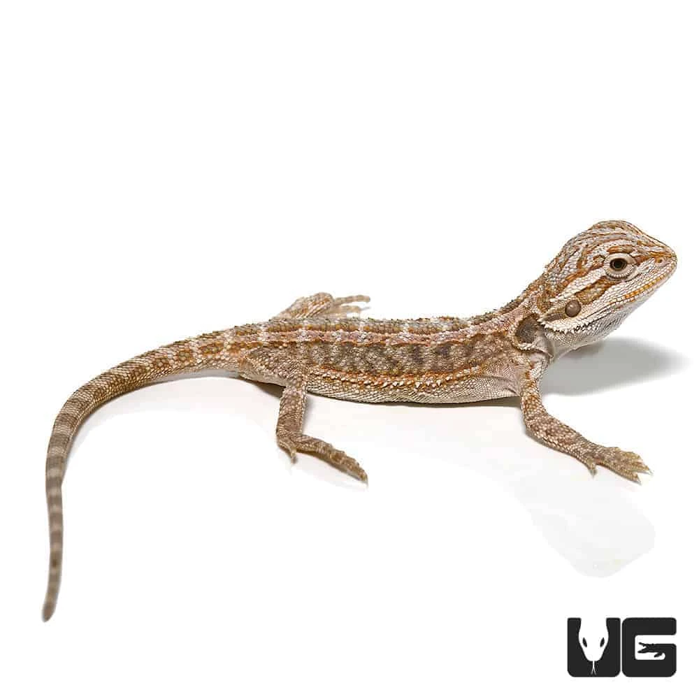 Baby Hypo Striped Bearded Dragon - Image 3