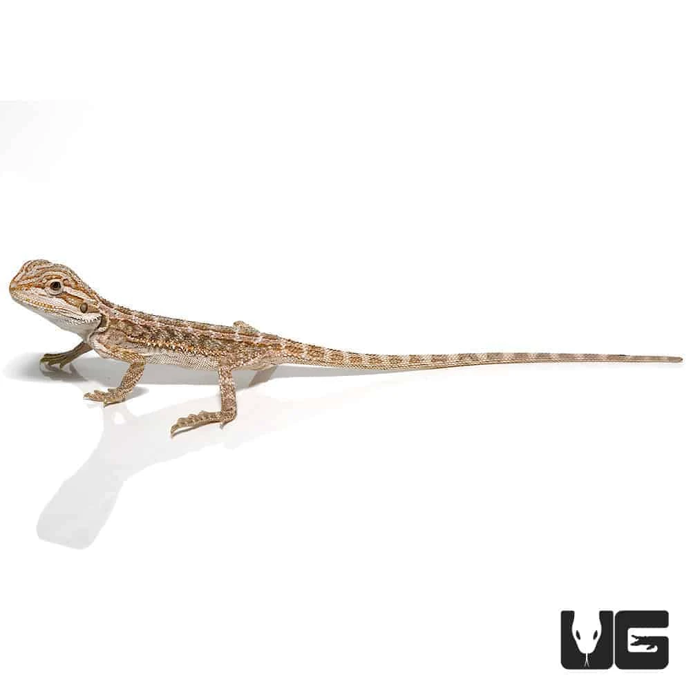 Baby Hypo Striped Bearded Dragon - Image 4