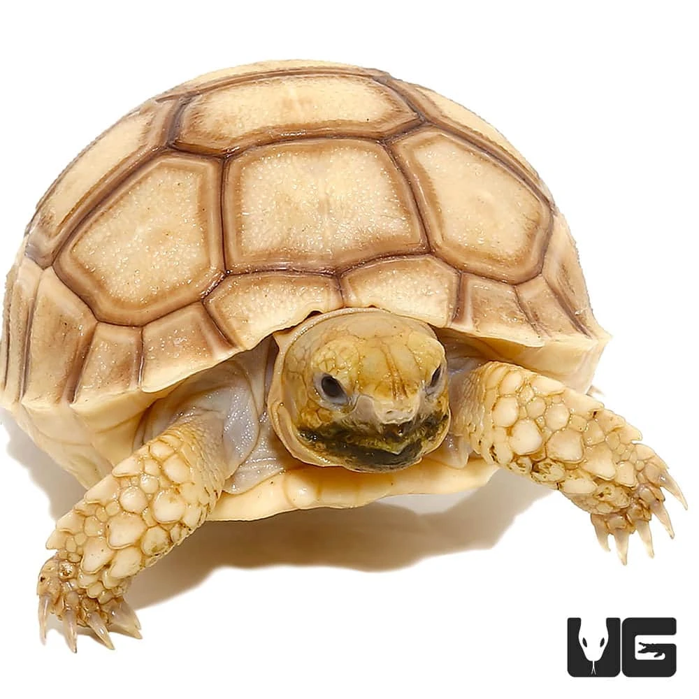 Baby Hypo Sulcata Tortoise