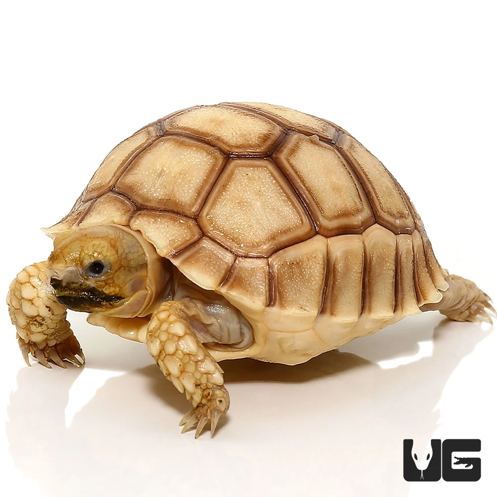 Baby Hypo Sulcata Tortoise - Image 2