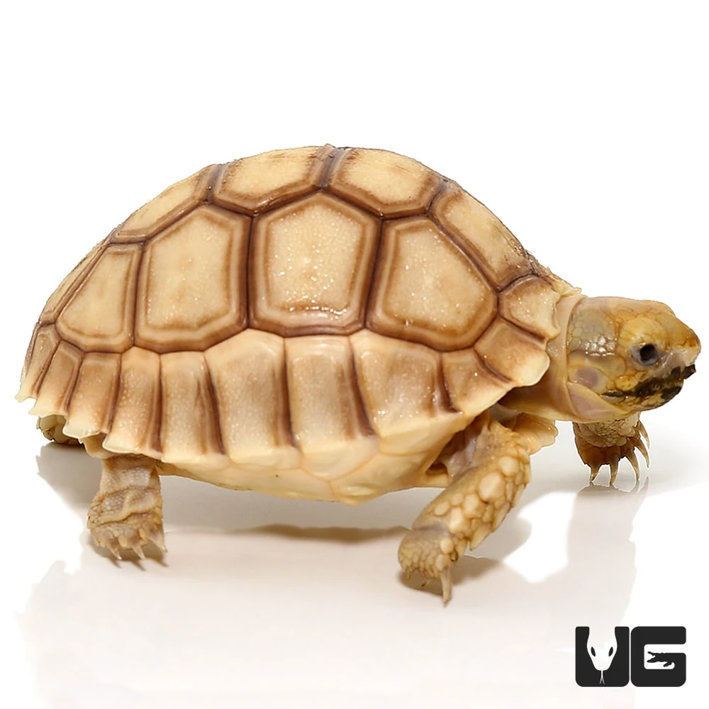 Baby Hypo Sulcata Tortoise - Image 3