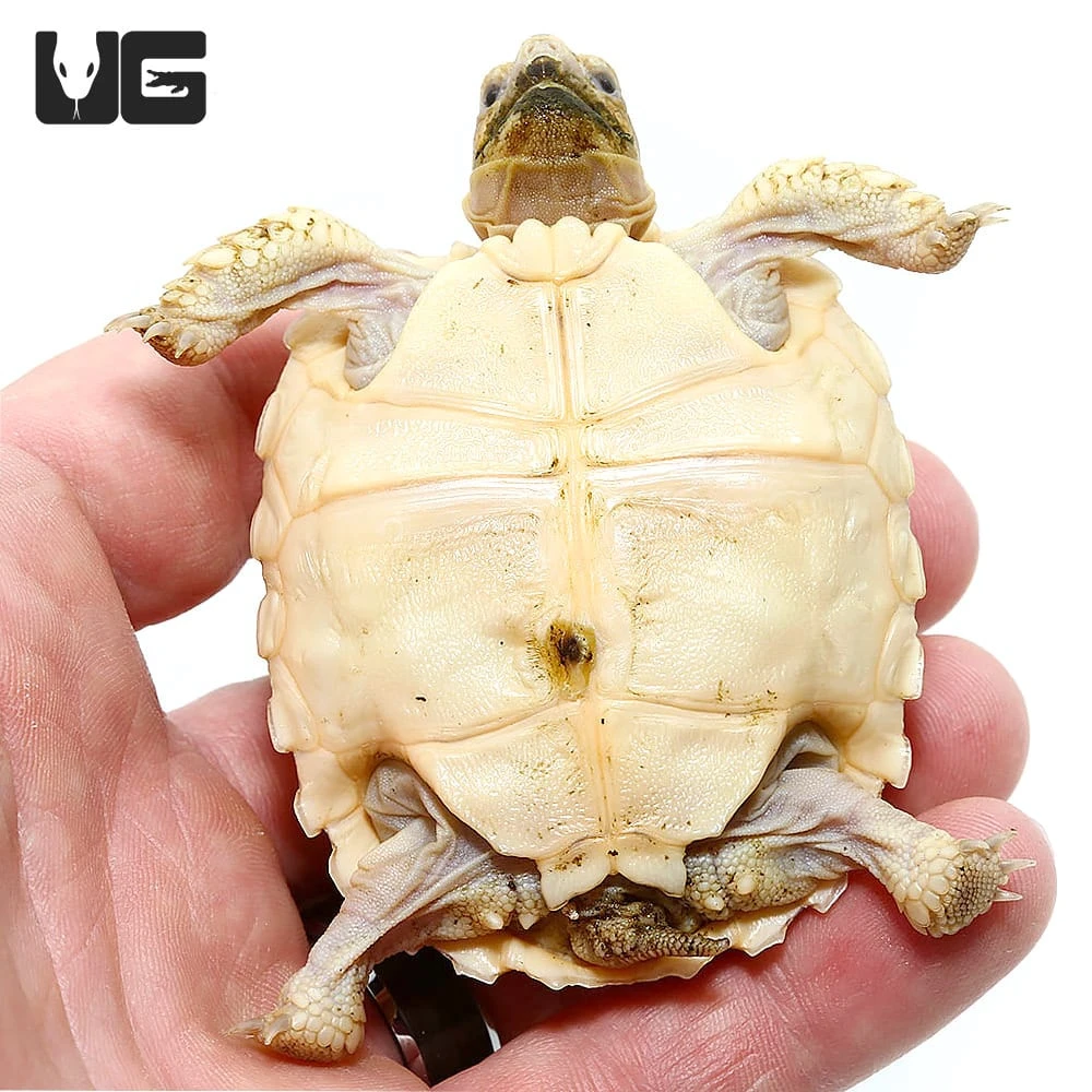 Baby Hypo Sulcata Tortoise - Image 4