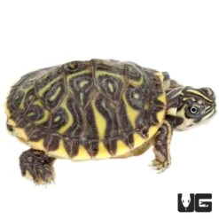 Baby Hypo Yellowbelly Slider Turtle