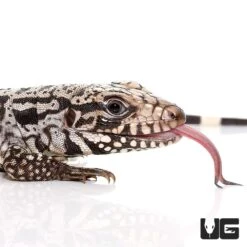 Baby Ice Tegu