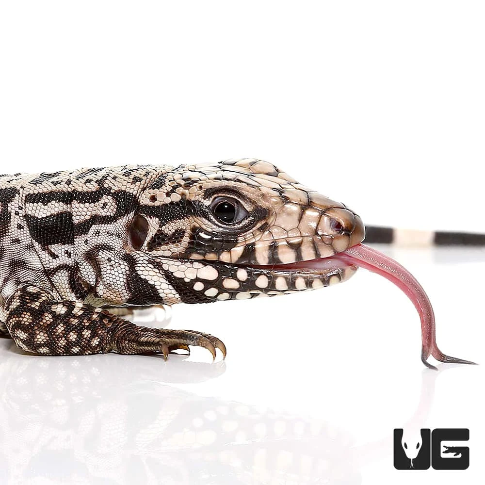 Baby Ice Tegu