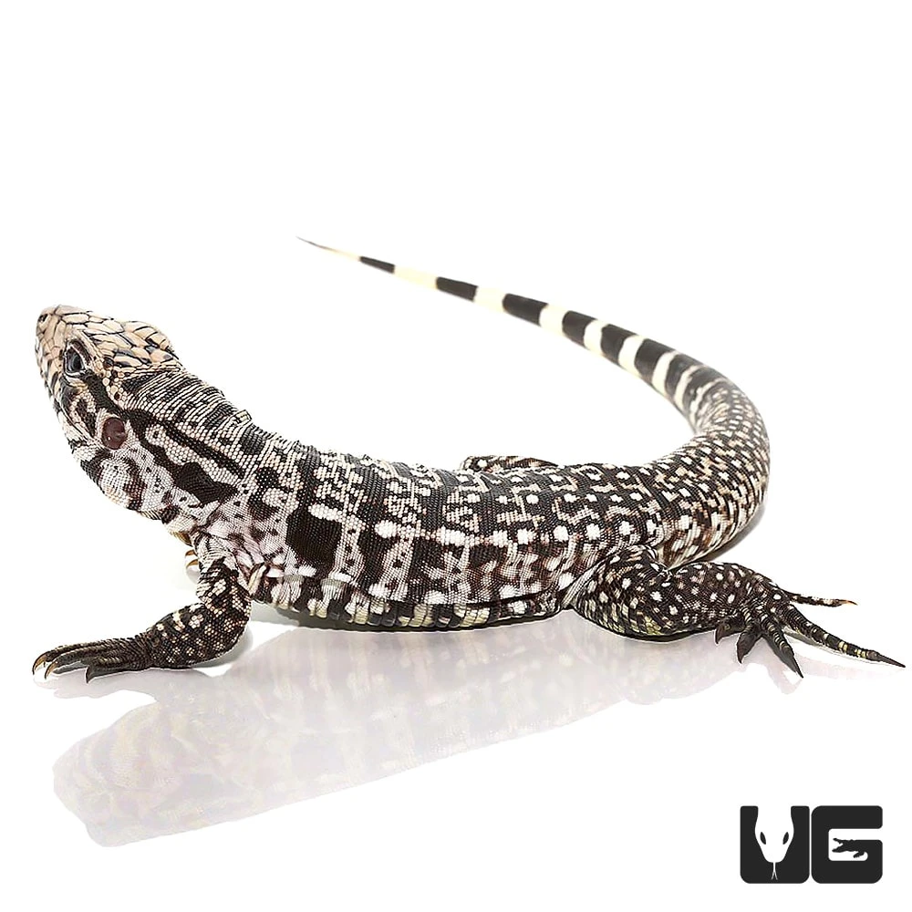 Baby Ice Tegu - Image 3