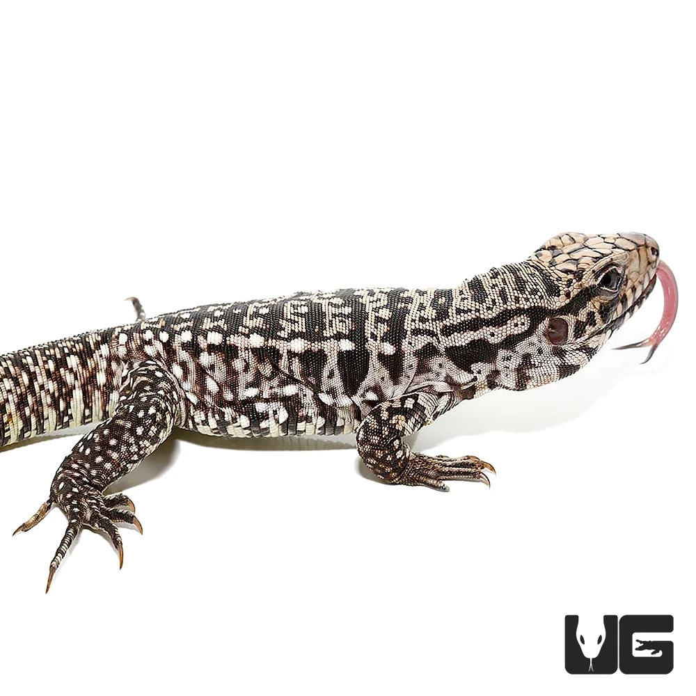 Baby Ice Tegu - Image 4
