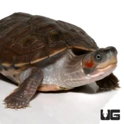 Baby Indian Brown Roofed Turtle
